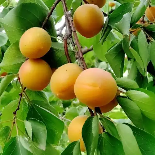 又到麦黄杏熟时