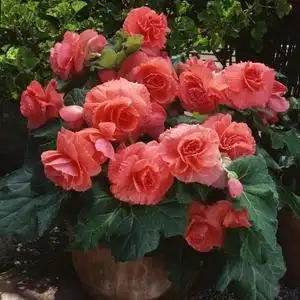 进口大花重瓣海棠种子四季盆栽海棠花垂吊多年生花卉花种籽易种活