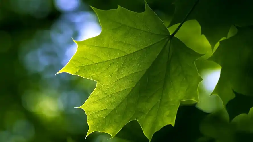 安装元气桌面,海量壁纸一键设置尺寸:1920x1080体积:0.