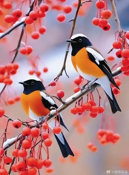 喜鹊登枝万事如意