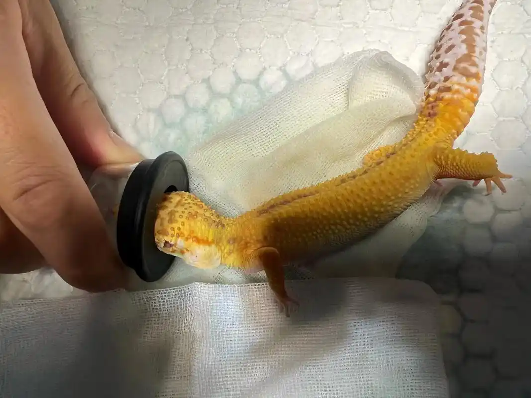 豹纹守宫有一个品种,含有柠檬霜基因的都会爱 - 抖音