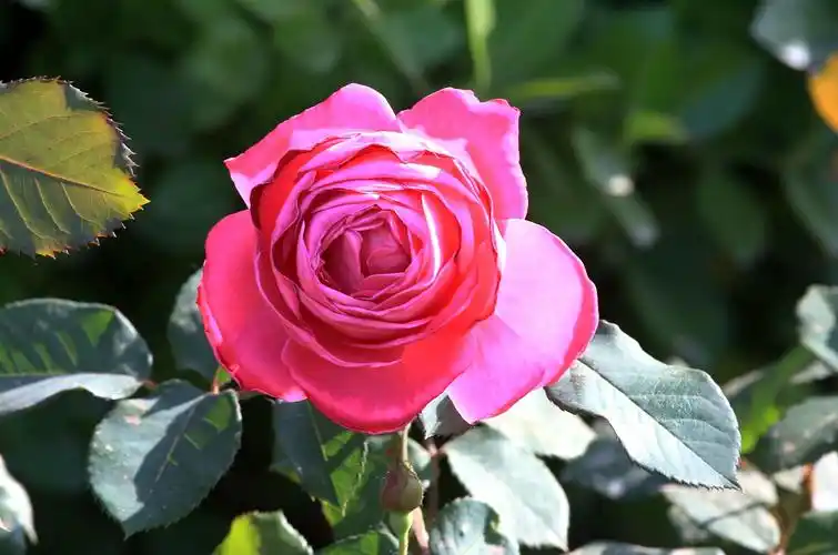 【套图】漂亮的月季花-蜂鸟网