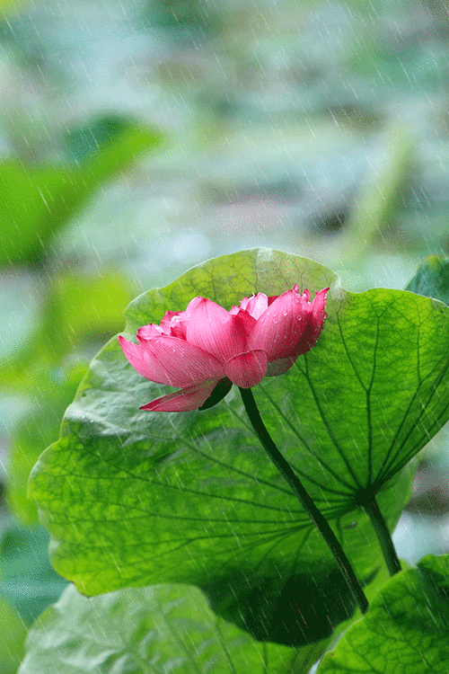 600_900竖版 竖屏gif 动态图 动图