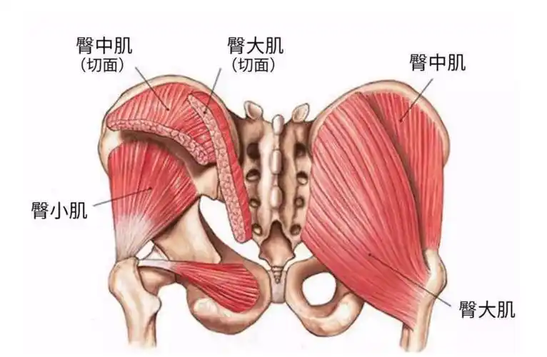 臀中肌是我们臀部外侧的一块扇形的肌肉,医学术语描述为:臀中肌位于