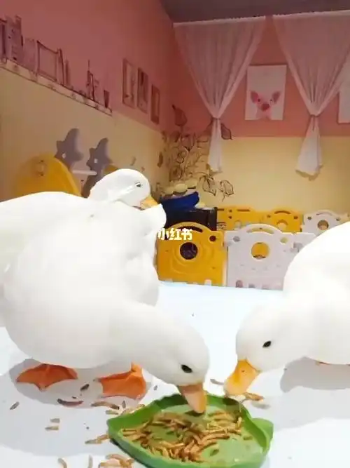 柯尔鸭可达鸭多少钱