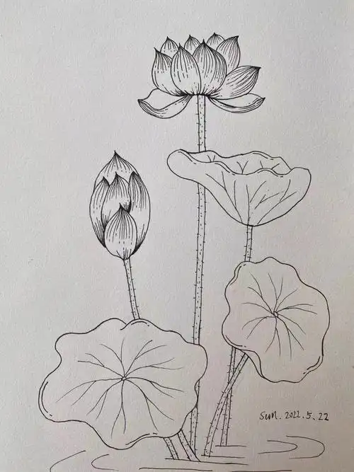 荷花  #寻找小红书绘画大神  #画画的日常  #零基础学画画  #简笔画