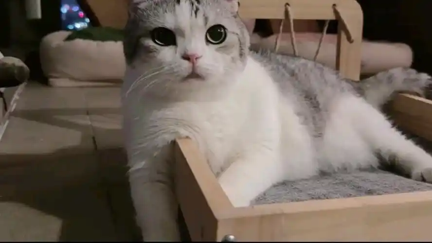 可爱滴猫咪2:生活中就是保持可爱的秘诀?学习了!第2335期