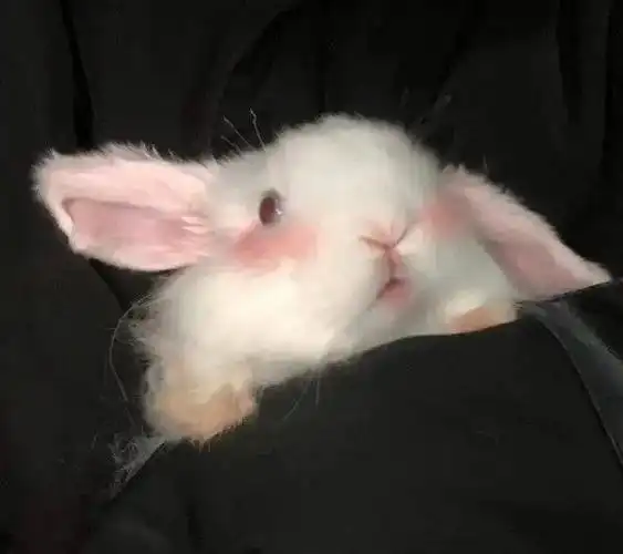 求关于兔子的头像