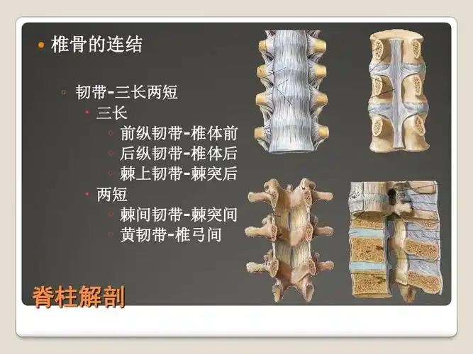 前   后纵韧带-椎体后   棘上韧带-棘突后   两短   棘间韧带-棘突间