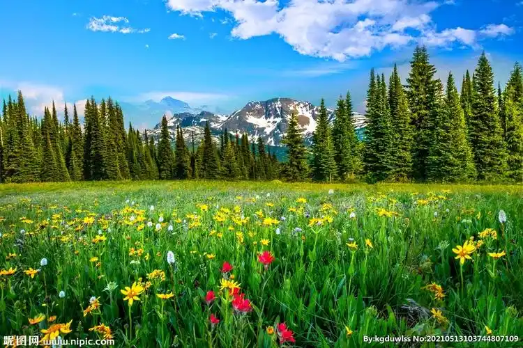 雪山下的鲜花草地