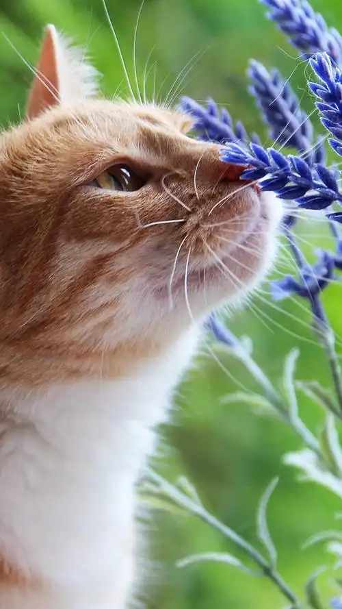 猫和薰衣草的花朵 750x1334 iphone 8/7/6/6s 桌布,背景,图片,照片