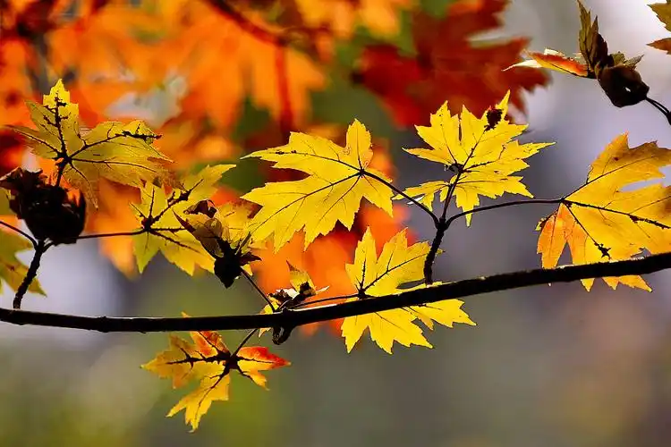 【首发】秋阳下的糖枫美轮美奂