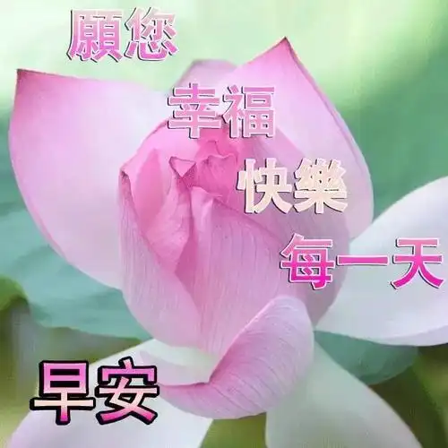 早上好玫瑰花带字图片