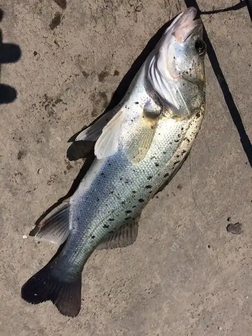 路亚海鲈鱼之中港水闸小暴桶之前面一帖发错主题了