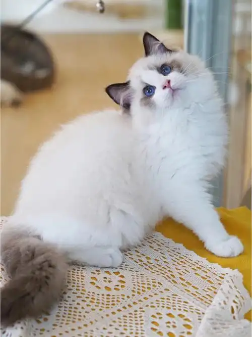 高颜值海双布偶猫弟弟