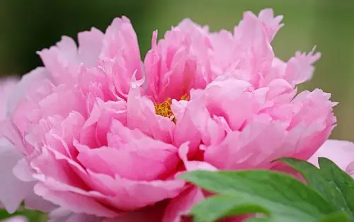 牡丹花照片大全大图(牡丹花照片大全大图画)