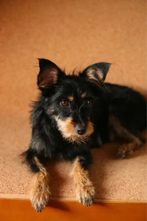 一直想知道 黑白毛色的串串狗 眉白 胸前白 四脚白是什么品种的血统?