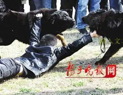展评比赛两藏獒发飙互咬 主人劝架(图)
