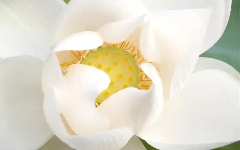 清新唯美白莲花摄影图片桌面壁纸