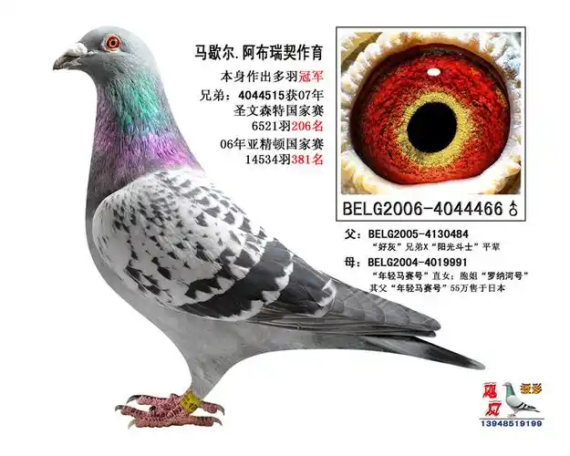 "速霸龙466"已售-内蒙古安东-中信网爱鸽商城