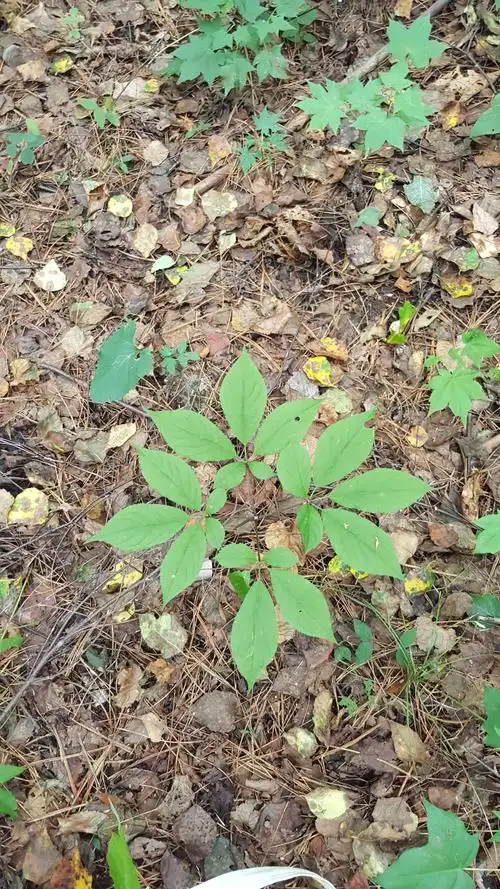 山上林下接近野生状态下的人参,己四品叶,长了五六年了.