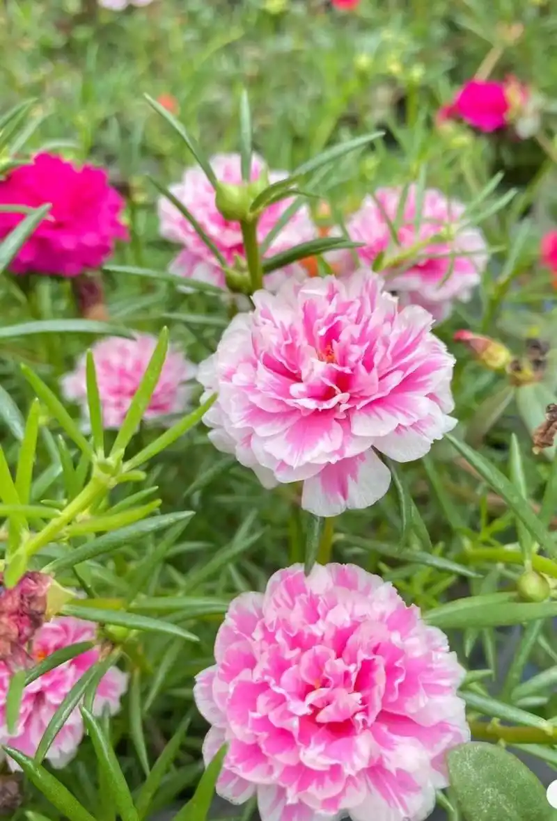 重瓣太阳花"牡丹芙蓉"—好看也好养,开花勤奋,你值得拥有
