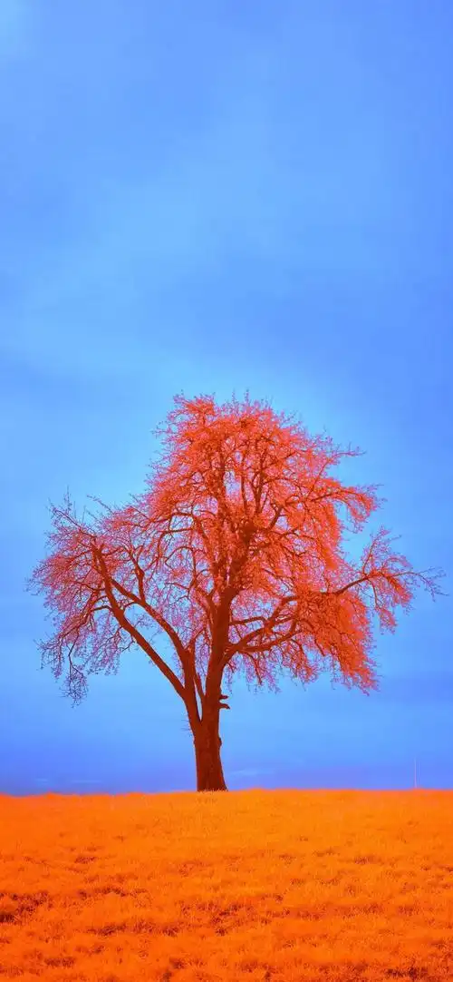 风景壁纸|色彩斑斓的大自然