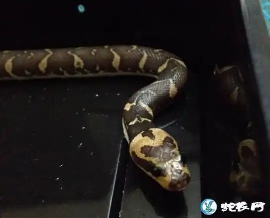 宽吻水蛇品种介绍泰国宽吻水蛇能长多大