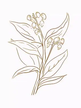 茯苓简笔画插图中草药药材植物手绘图中国传统中药中医本草纲目养生