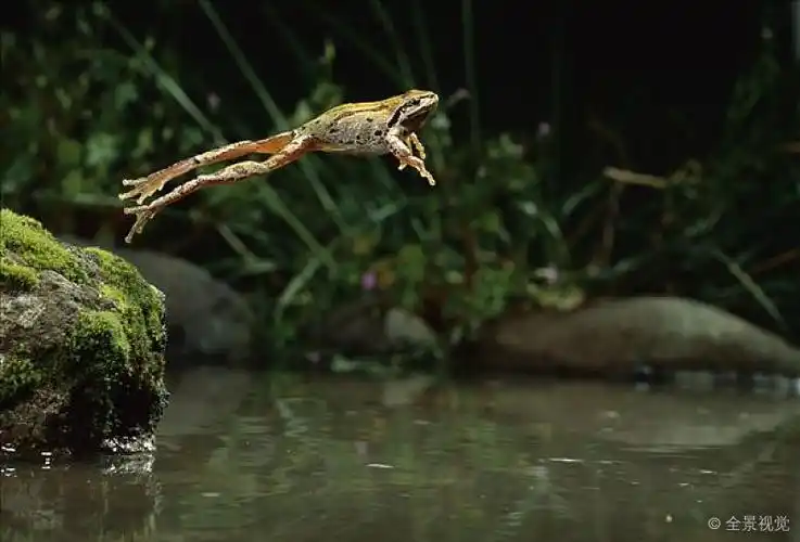 太平洋_青蛙_跳跃_水塘_俄勒冈_图片素材