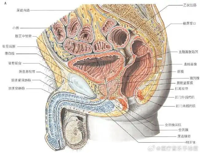图一:女性盆部矢状面  图二:男性盆部矢状面  图三:男性尿道结构