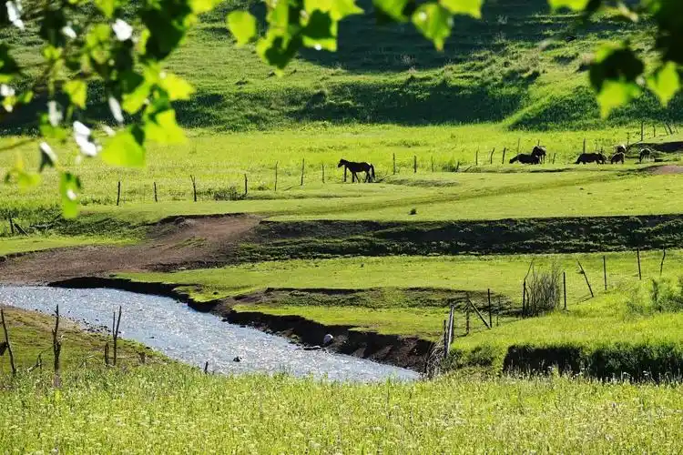 哈萨克牧家风光