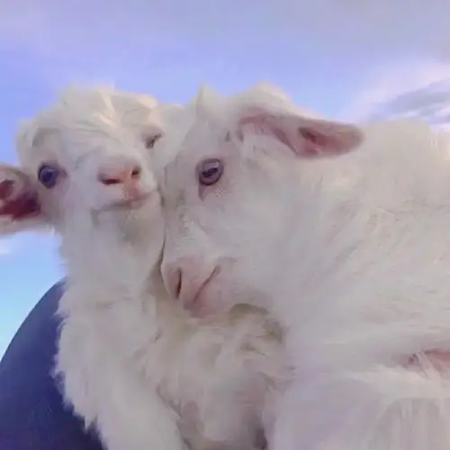 想求一些小羊头像6106696107