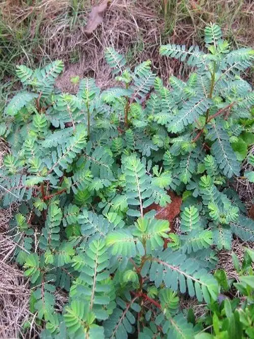 叶下珠珍珠野生中草药材药用花卉绿植植物庭院绿植