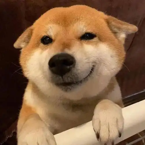 因为这货简直是宝藏源泉!_表情