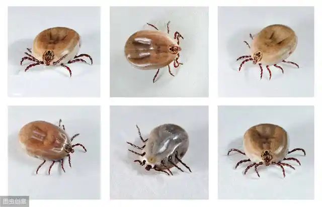 狗被蜱虫咬的早期症状图片,怎么判断狗狗被蜱虫咬了