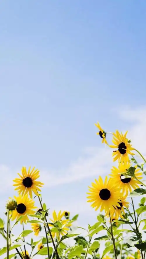 最美天空壁纸 简约 干净 唯美