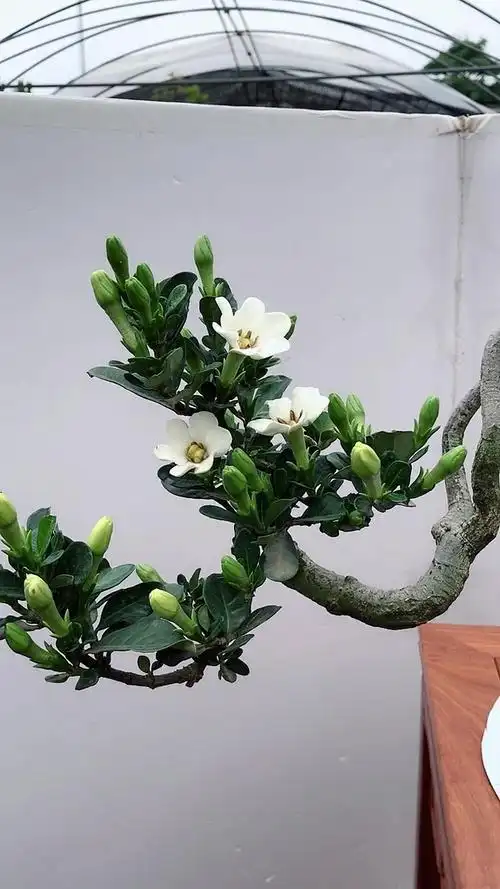 进口达摩栀子花盆景