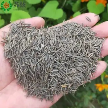 波斯菊花种子格桑花种子籽七彩花种四季开花易活多年生花籽庭院室外