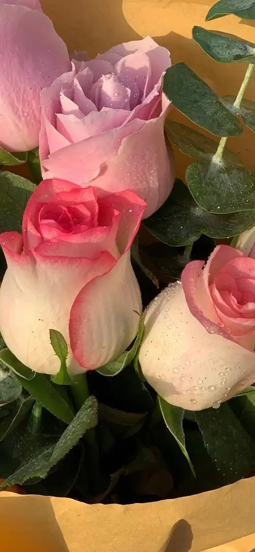 有没有这样关于玫瑰花的微信背景图或者有意境的文字背景图? - 知乎