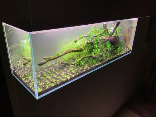 2米草缸融入家居环境 - 水草造景 - cta南美水族 - powered by discuz