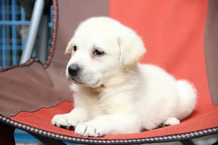 62天的奶白色拉布拉多