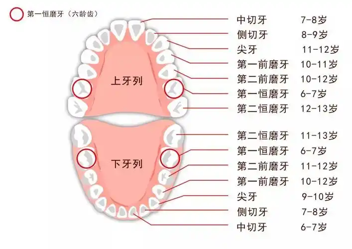 家长必看详细的宝宝换牙顺序和换牙时间表最全攻略值得收藏