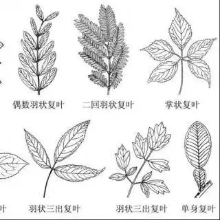 第17期少儿百科单叶和复叶的区别