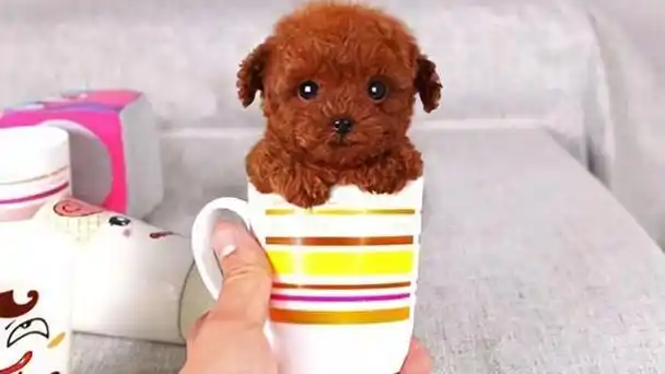 茶杯狗好养吗,茶杯犬好养吗?优缺点有哪些(畸形审美——"茶杯犬")