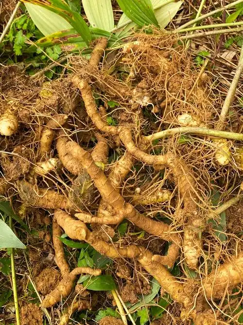 伟博深山野生玉竹中药材500g 新鲜玉竹片无硫干货 湘玉竹煲汤料泡水喝