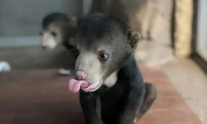 世界上体型最小的熊