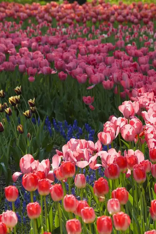 室外,白天,旅游,郁金香,北京,中国,亚洲,鲜艳,景观,花,花卉,鲜花,风景