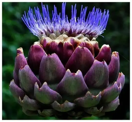 其花色美丽高贵,并且常人难以见到,是神秘而高贵的一种鲜花6巧克力