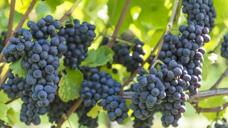 小清新甜美葡萄高清桌面壁纸